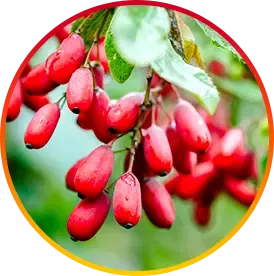 Berberine Supports liver detoxification and Helps fight disease and inflammation