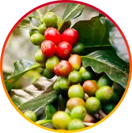 Chlorogenic Acid Supports fat-burning and Helps improve calorie burning