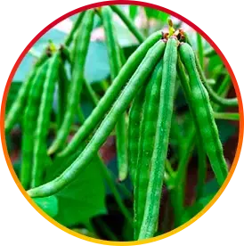 Choline Supports fat-burning and Supports cognitive function