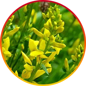 Yellow flowers of Genistein ingridients of HepatoBurn
