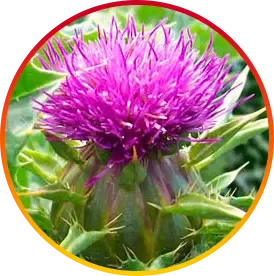 Silymarin Supports liver detoxification and Supports liver cell regeneration